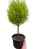 Cypress Lemon Topiary | Fragrant Chartreuse Topiary Plant | House Plant Shop