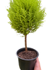 Cypress Lemon Topiary | Fragrant Chartreuse Topiary Plant | House Plant Shop