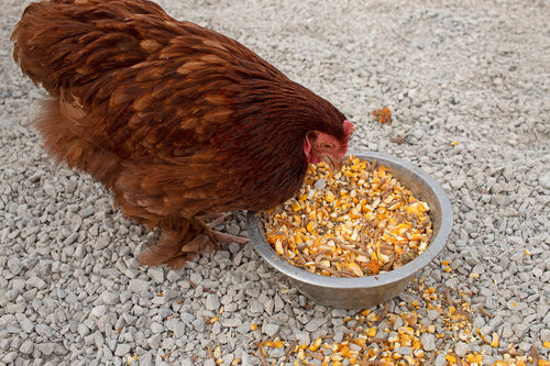 Poultry Queen Mealworm, Non-GMO Corn, Non-GMO Flax, & Herb Treat For Pet Chickens