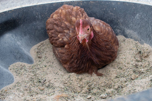 Bathing Dust With Herbs To Prevent & Repel Mites