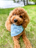Barkday on Blue Dog Bandana