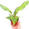 Anthurium Renaissance | Red Flowering Plant with Long-Lasting Blooms | House Plant Shop