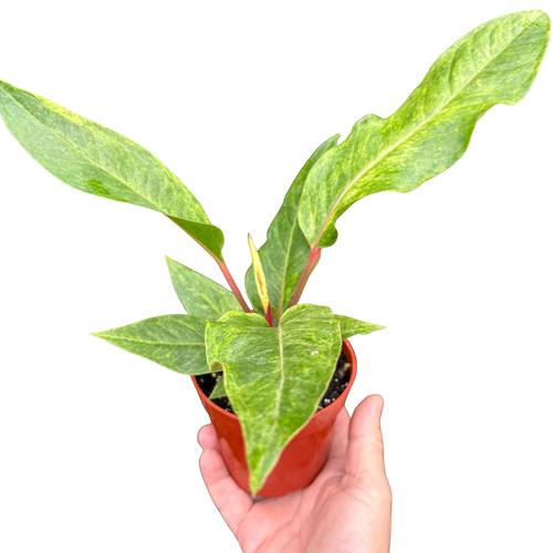 Anthurium Renaissance | Red Flowering Plant with Long-Lasting Blooms | House Plant Shop