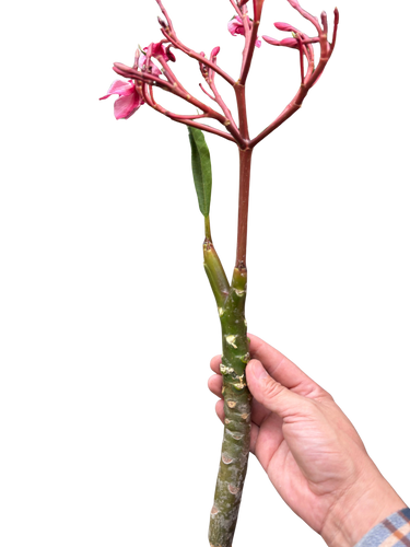 Plumeria Mex Pink Single | Fragrant Pink Tropical Flowers | House Plant Shop