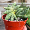 Snake Cylindrica Bonji | Pencil Cactus | Unique Low Maintenance Succulent | House Plant Shop