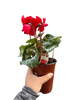 Cyclamen 'Red'