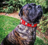 The Eros collar 2.5 inch wide RED