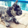 BLACK Frenchie collar