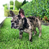 BLACK Frenchie collar
