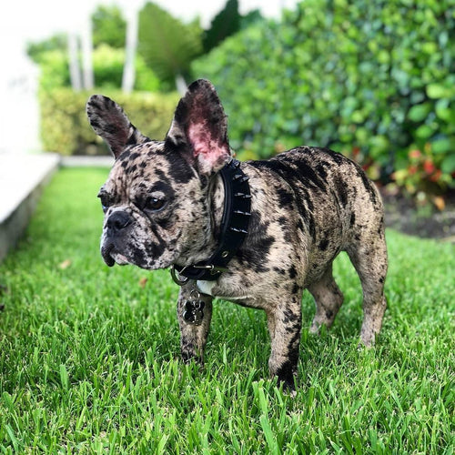 BLACK Frenchie collar