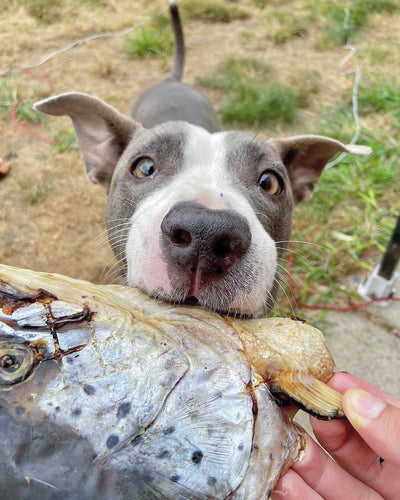 Salmon Head (2 Halves/Farm Raised)