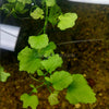 Bunch Cardamine Lyrata