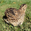 Feather Sexable Celadon Coturnix Hatching Eggs
