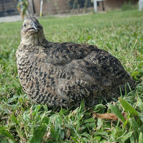 The Fee  Collection Hatching Eggs