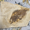 Priscacara serrata fossil  #002