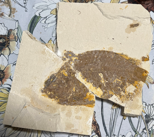 Phareodus sp. fossil