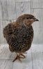 Rosetta and Tibetan Coturnix Hatching Eggs