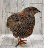 Homesteader Meat Maker hatching eggs