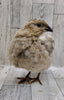 Shades of Gray Collection Hatching Eggs