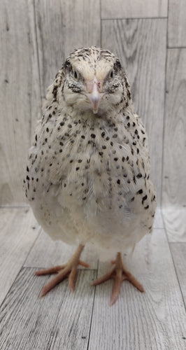 Pearl Fee Hatching Eggs