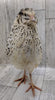 Pearl Fee Hatching Eggs