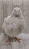 Homesteader Meat Maker hatching eggs