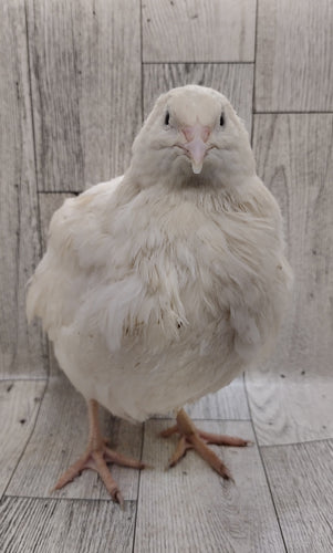 A fun mix of everything hatching eggs