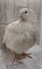 Jumbo White Hatching Eggs
