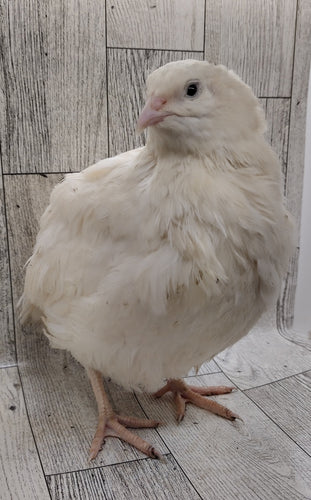 Celadon Color Variety hatching eggs