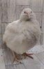 Jumbo White Hatching Eggs