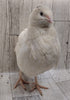 Jumbo White Hatching Eggs