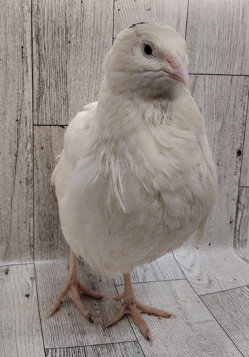 Jumbo White Hatching Eggs