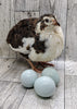 Celadon Color Variety hatching eggs