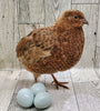 Scarlett and Range hatching eggs