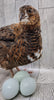 Celadon Color Variety hatching eggs