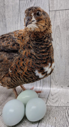 Celadon Color Variety hatching eggs