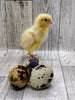 Jumbo White Hatching Eggs