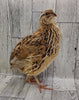 Homesteader Meat Maker hatching eggs