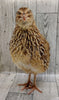 Hens Choice Special hatching eggs