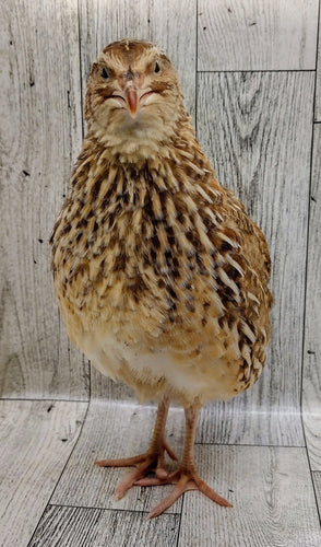 Hens Choice Special hatching eggs