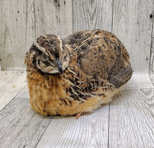 Jumbo Brown Coturnix Hatching Eggs