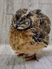 Jumbo Brown Coturnix Hatching Eggs