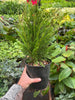 Leyland cypress - 6 Pot
