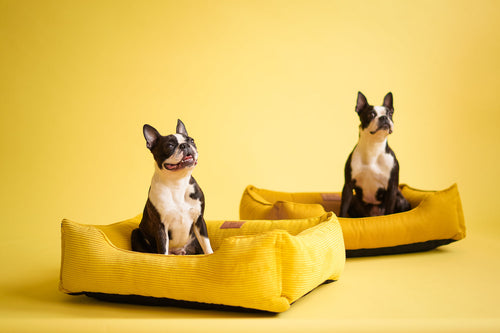 Corduroy Dog Bed Dreamer