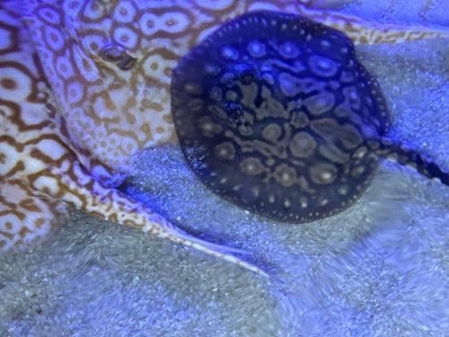 Black Diamong Hybrid Stringray 4-6