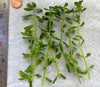 Bacopa Monnieri/Monneywort (6+ stems)