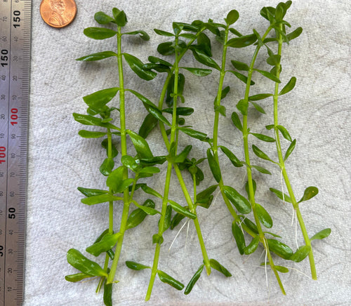 Bacopa Monnieri/Monneywort (6+ stems)