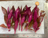 Alternanthera Reineckii mini (6+ stems)