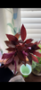 Alternanthera Reineckii mini (6+ stems)