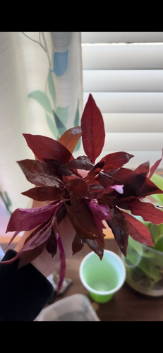 Alternanthera Reineckii mini (6+ stems)
